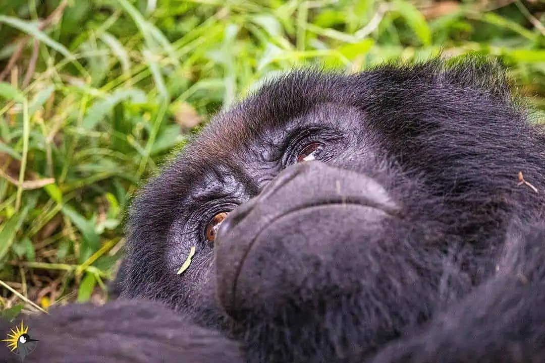 Gorilla resting